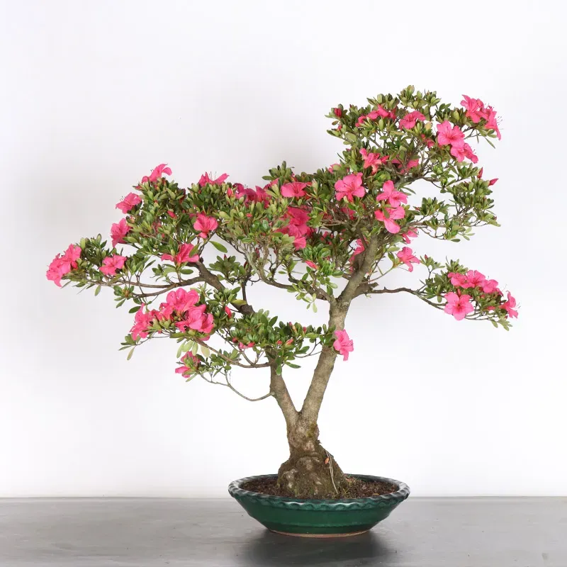 AZALÉE JAPONAISE "AZALEA" 3-11