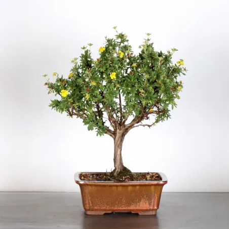 Bonsai Potentille