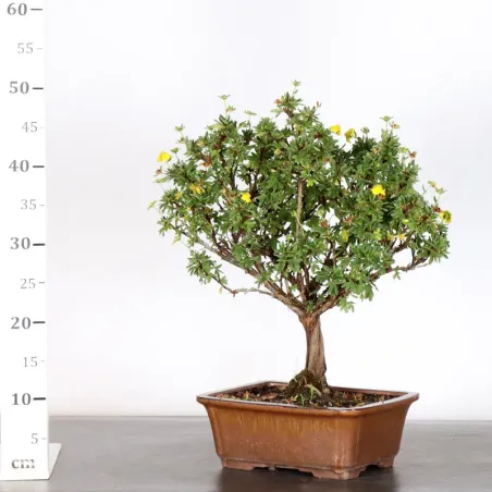 image supplémentaire - BONSAI POTENTILLE 1-4