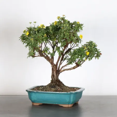 BONSAI POTENTILLA 1-5