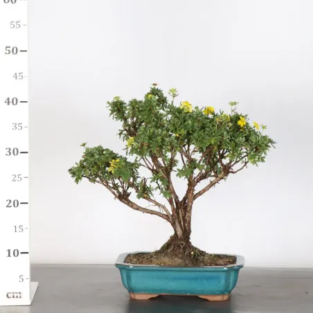 image supplémentaire - BONSAI POTENTILLA 1-5