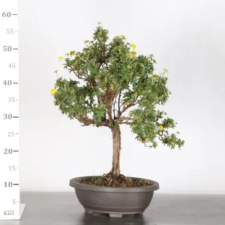 image supplémentaire - BONSAI POTENTILLA 1-6