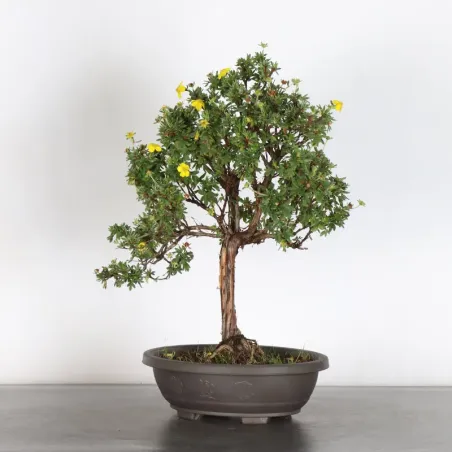 BONSAI POTENTILLA 1-6