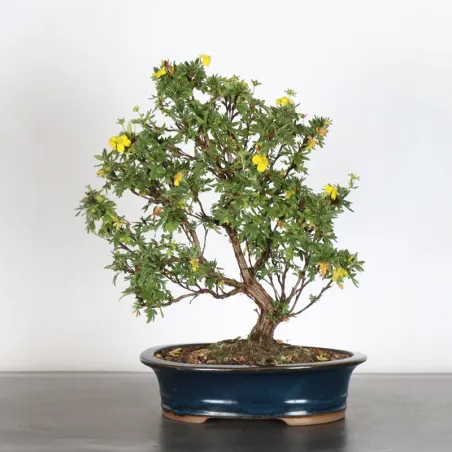 BONSAI POTENTILLA 1-7