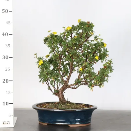 image supplémentaire - BONSAI POTENTILLA 1-7