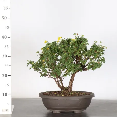 image supplémentaire - BONSAI POTENTILLA 1-8