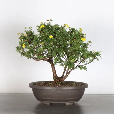 BONSAI POTENTILLA 1-8