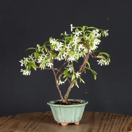 Bonsaï Jasmine