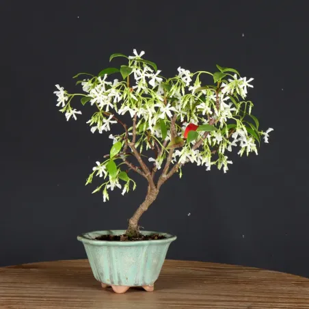 image supplémentaire - JASMINE "JASMINUM" 1-1