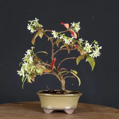 Bonsai Jasmin