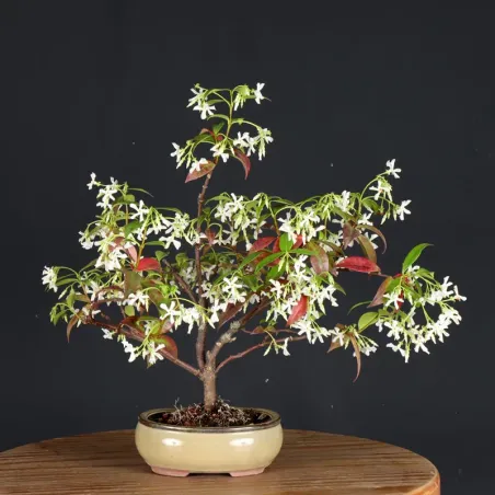 Bonsai Jasmin