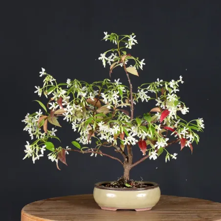 image supplémentaire - JASMINE "JASMINUM" 2-1