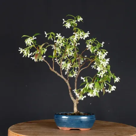 Bonsaï Jasmine