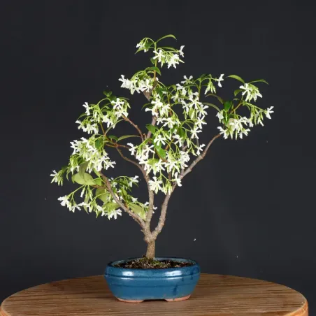 image supplémentaire - JASMIN "JASMINUM" 2-2