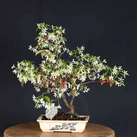 Bonsaï Jasmine