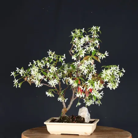 image supplémentaire - JASMIN "JASMINUM" 2-3