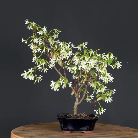 Bonsaï Jasmine