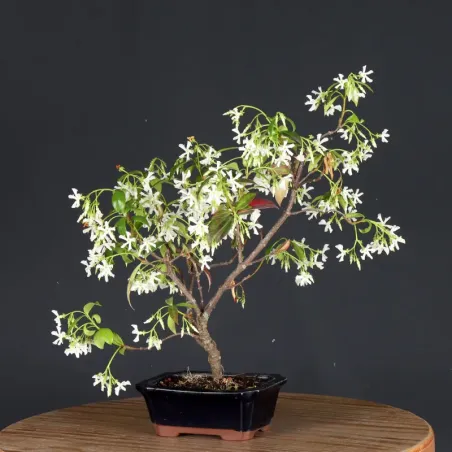 image supplémentaire - JASMIN "JASMINUM" 2-4