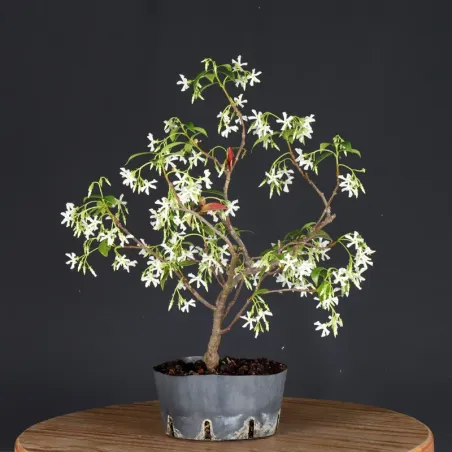 Bonsaï Jasmine