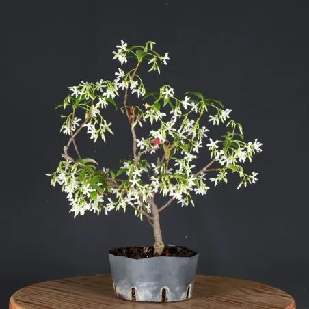 image supplémentaire - JASMIN "JASMINUM" 2-5