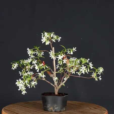 Bonsaï Jasmine