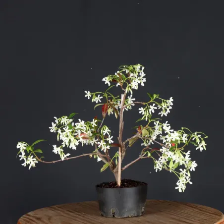 image supplémentaire - JASMINE "JASMINUM" 2-6