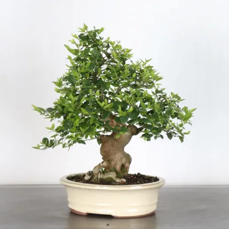 HACKBERRY "CELTIS AUSTRALIS" 1-1