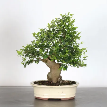 image supplémentaire - HACKBERRY "CELTIS...