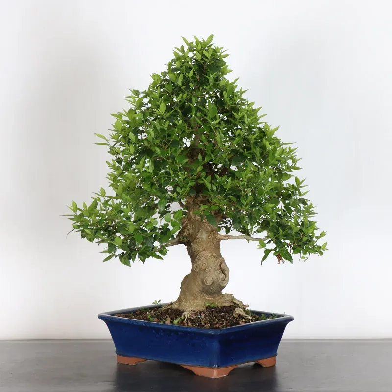 MICOCOULIER "CELTIS AUSTRALIS" 1-7