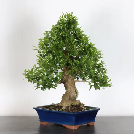 HACKBERRY "CELTIS AUSTRALIS" 1-7
