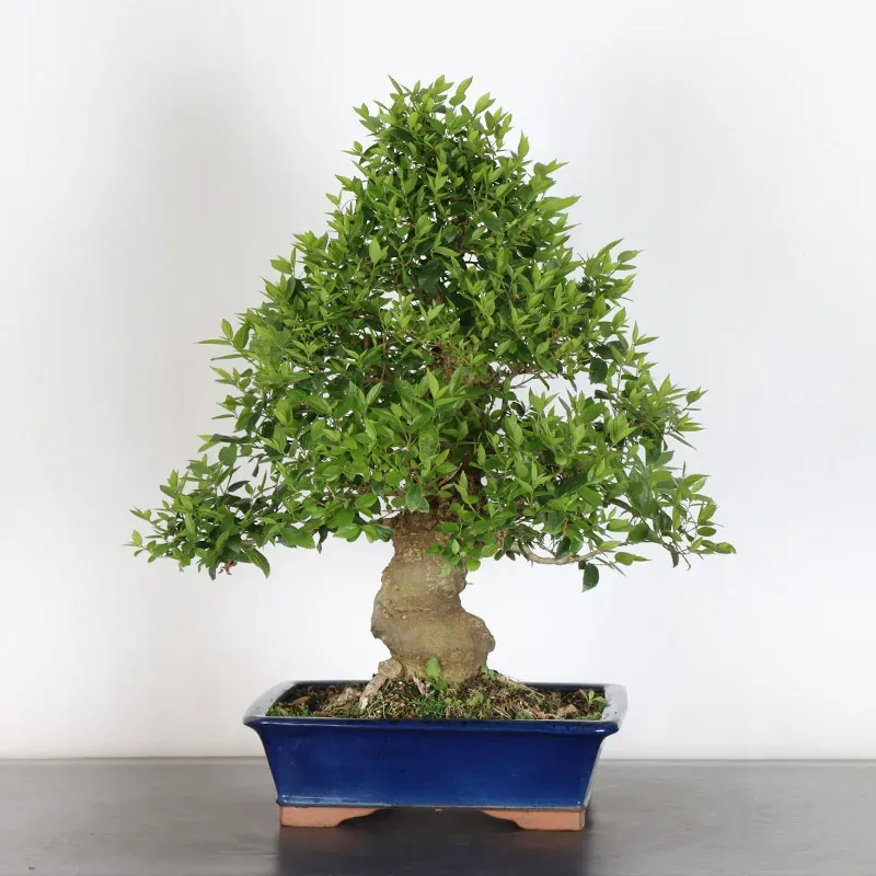 image supplémentaire - MICOCOULIER "CELTIS...