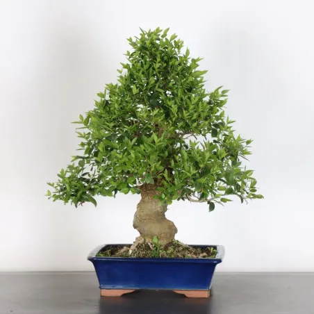 image supplémentaire - HACKBERRY "CELTIS...