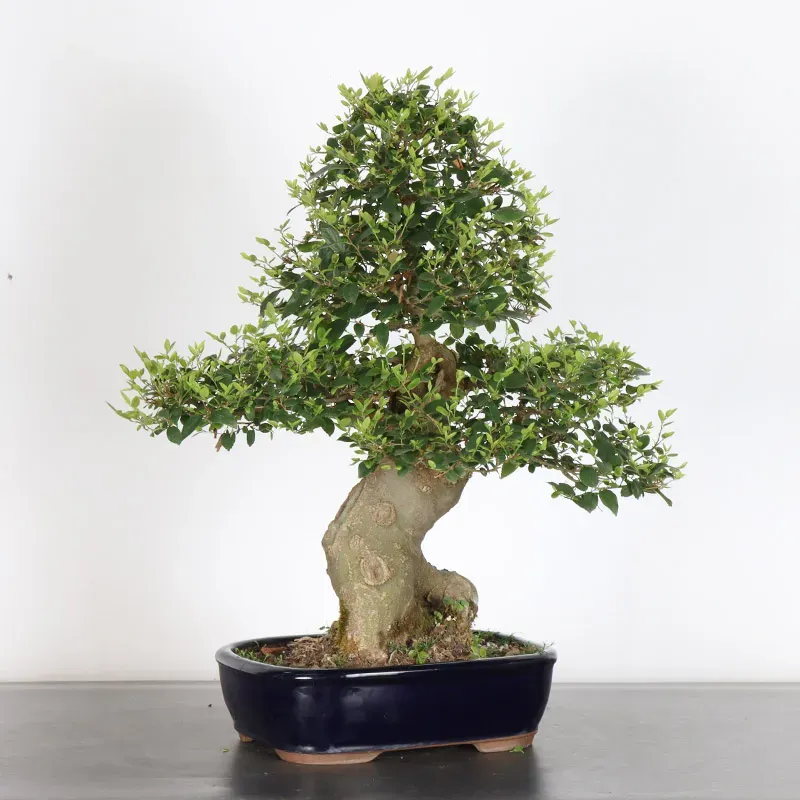 MICOCOULIER "CELTIS AUSTRALIS" 1-4 (pot fissuré)