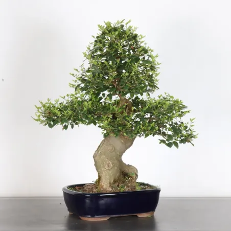 HACKBERRY "CELTIS AUSTRALIS" 1-4 (cracked pot)