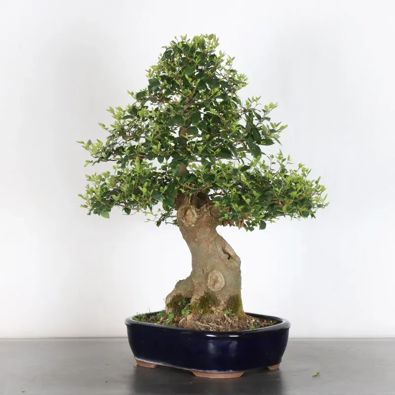 image supplémentaire - MICOCOULIER "CELTIS...