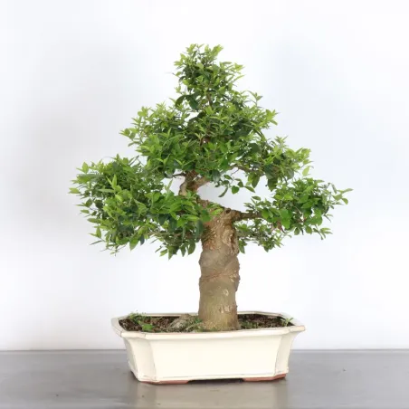 image supplémentaire - HACKBERRY "CELTIS...