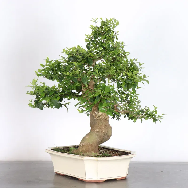 MICOCOULIER "CELTIS AUSTRALIS" 1-2