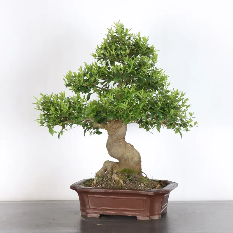 image supplémentaire - MICOCOULIER "CELTIS...