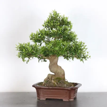 image supplémentaire - MICOCOULIER "CELTIS...