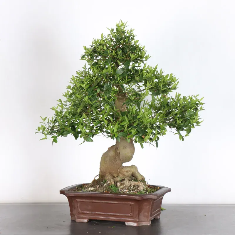 MICOCOULIER "CELTIS AUSTRALIS" 1-8