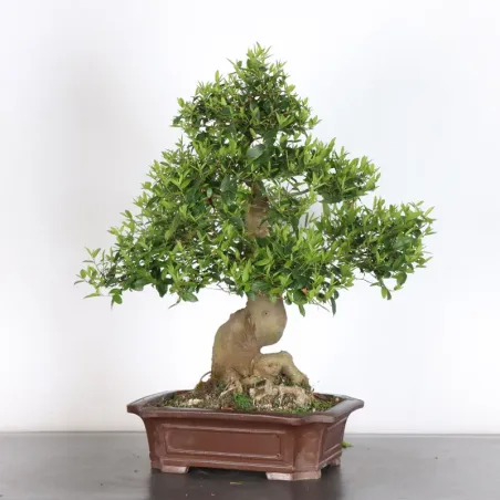 HACKBERRY "CELTIS AUSTRALIS" 1-8