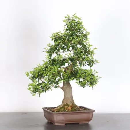 HACKBERRY "CELTIS AUSTRALIS" 1-6