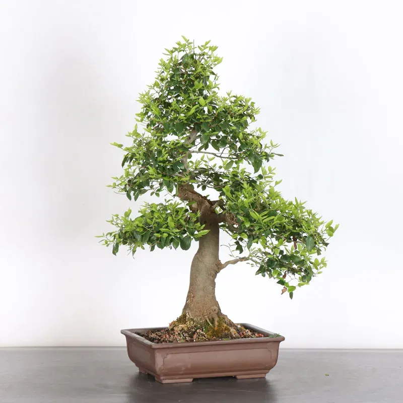 image supplémentaire - MICOCOULIER "CELTIS...
