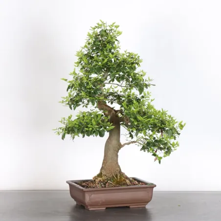 image supplémentaire - HACKBERRY "CELTIS...