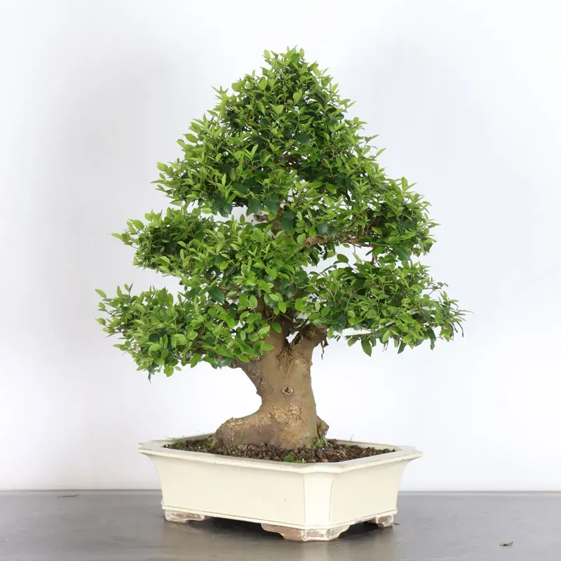 MICOCOULIER "CELTIS AUSTRALIS" 1-9
