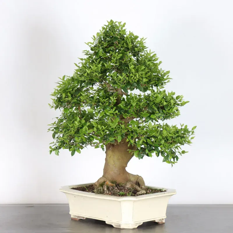 image supplémentaire - MICOCOULIER "CELTIS...