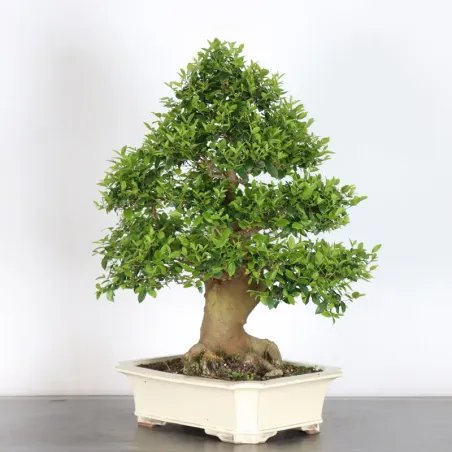 image supplémentaire - HACKBERRY "CELTIS...