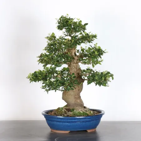 image supplémentaire - HACKBERRY "CELTIS...