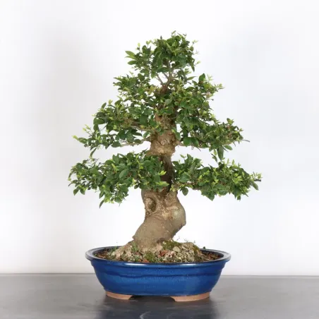 HACKBERRY "CELTIS AUSTRALIS" 2-1