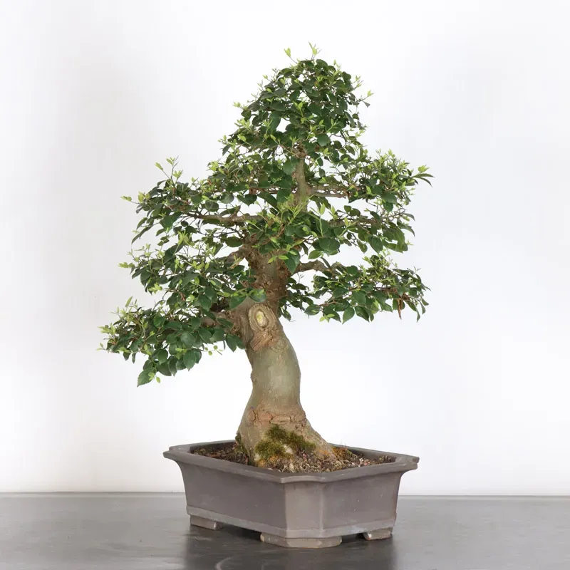 image supplémentaire - MICOCOULIER "CELTIS...